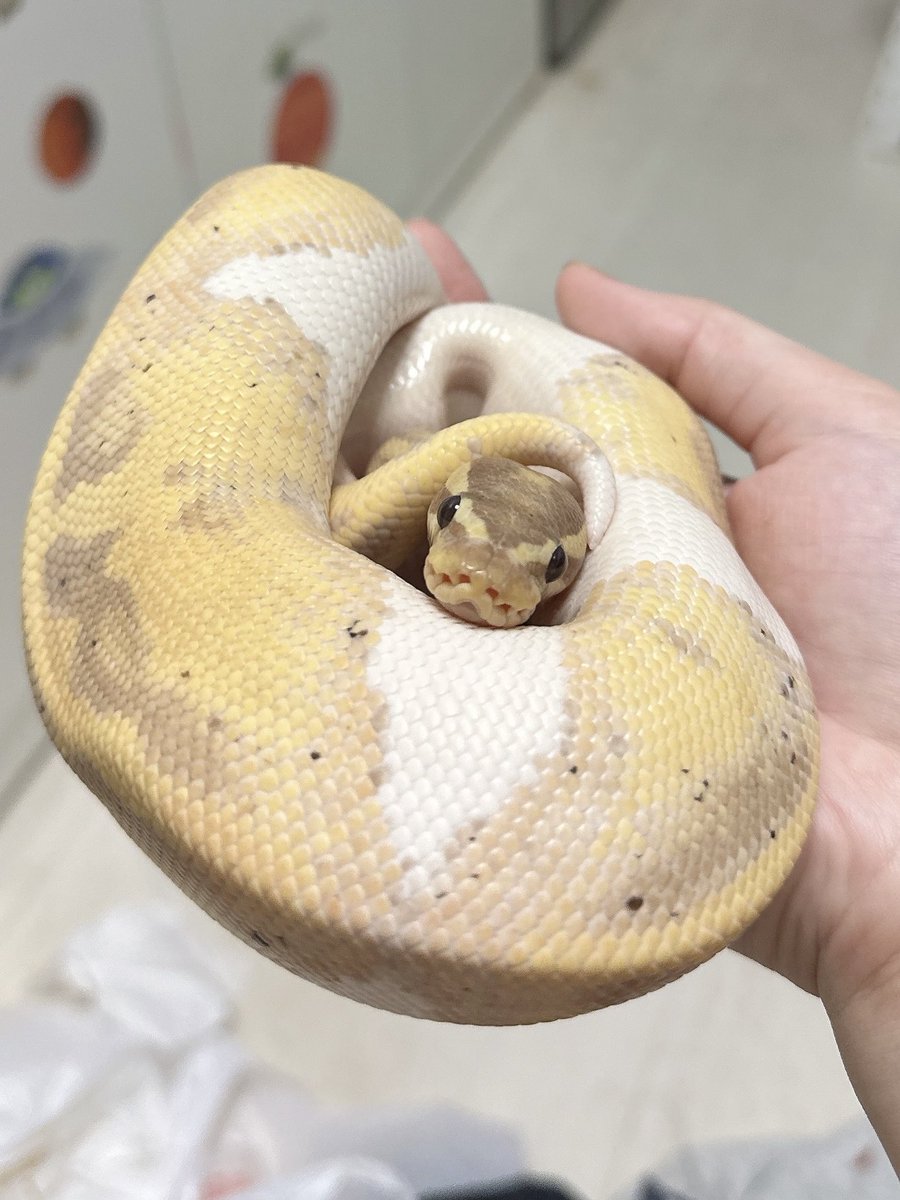 ⭐️藍🌙理☀️ tweet media