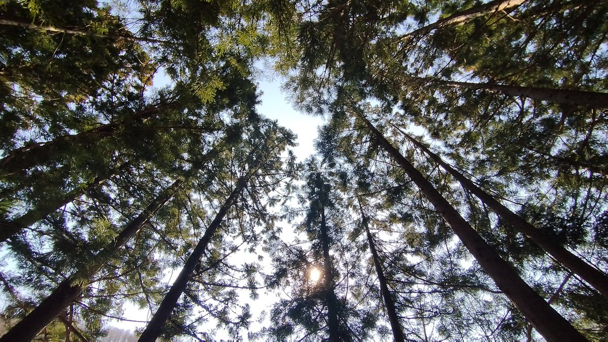 Rebic Channel tweet media