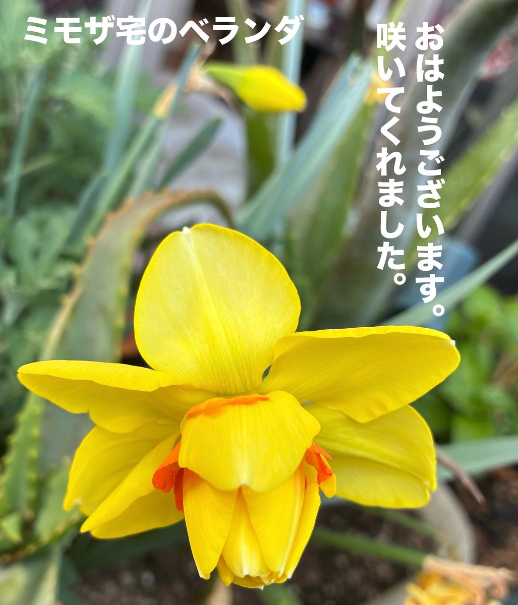 ミモザ★Tokyo tweet media