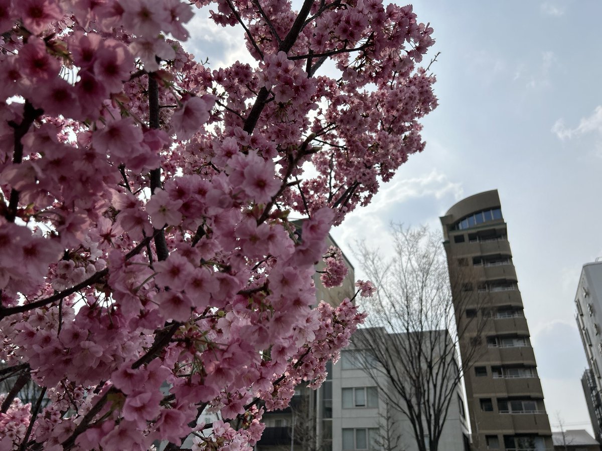 錦高校に寄ってきました🌸