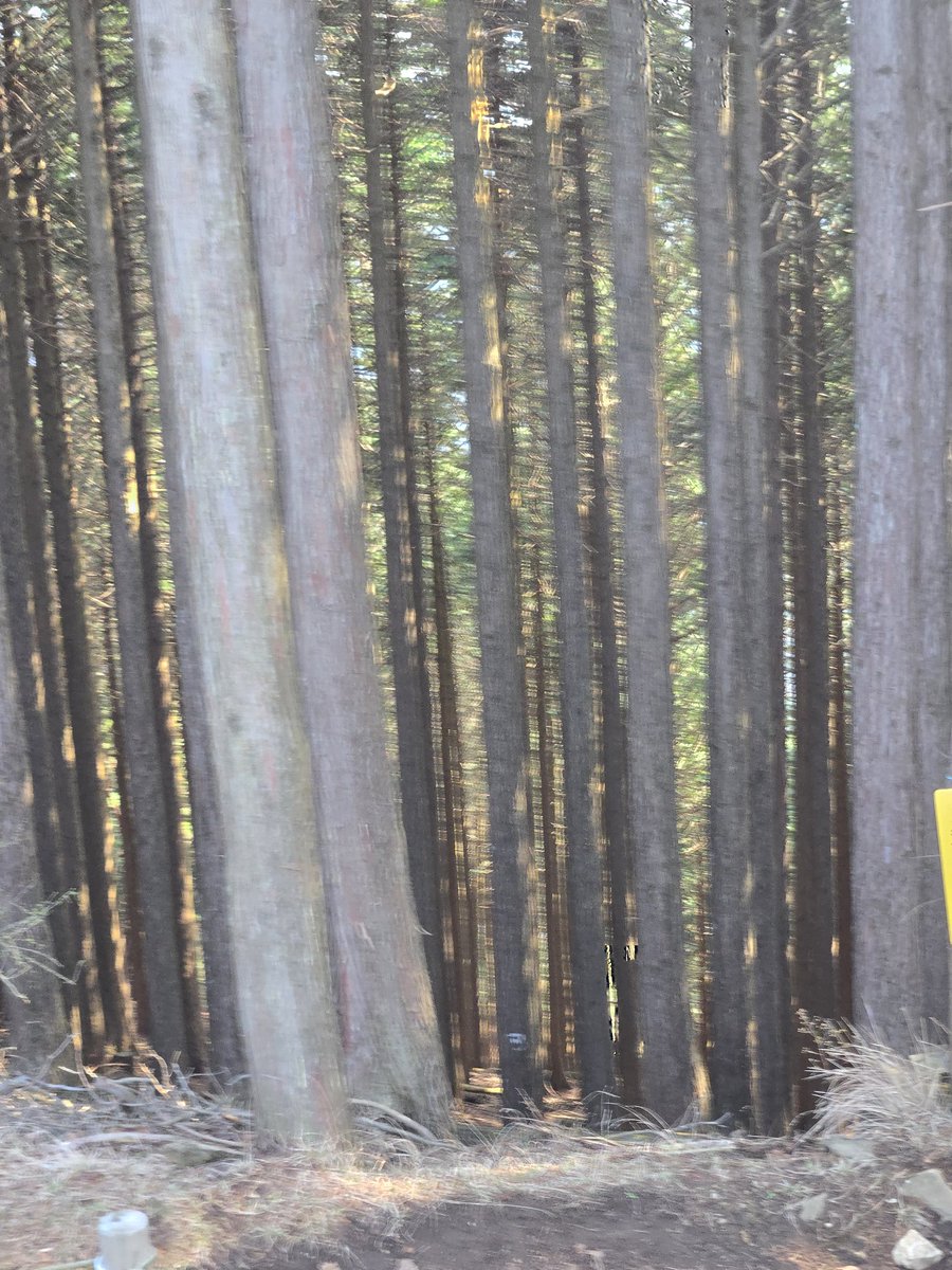 れらしー tweet media