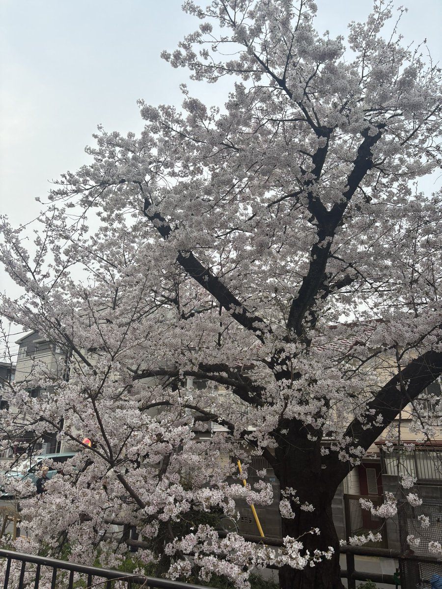 初段🍣⛵️🦒 tweet media