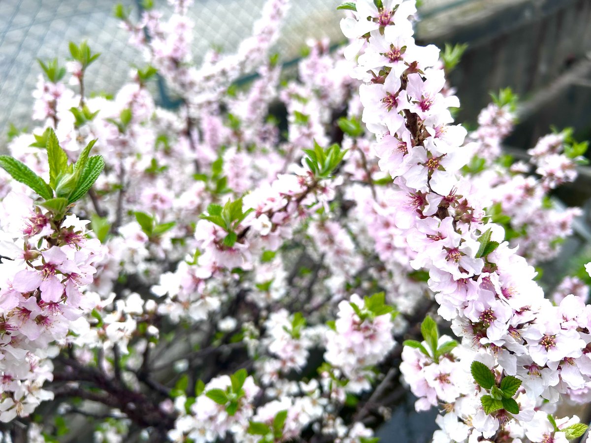 元・FMひらかた（周波数FM77.9MHz） tweet media