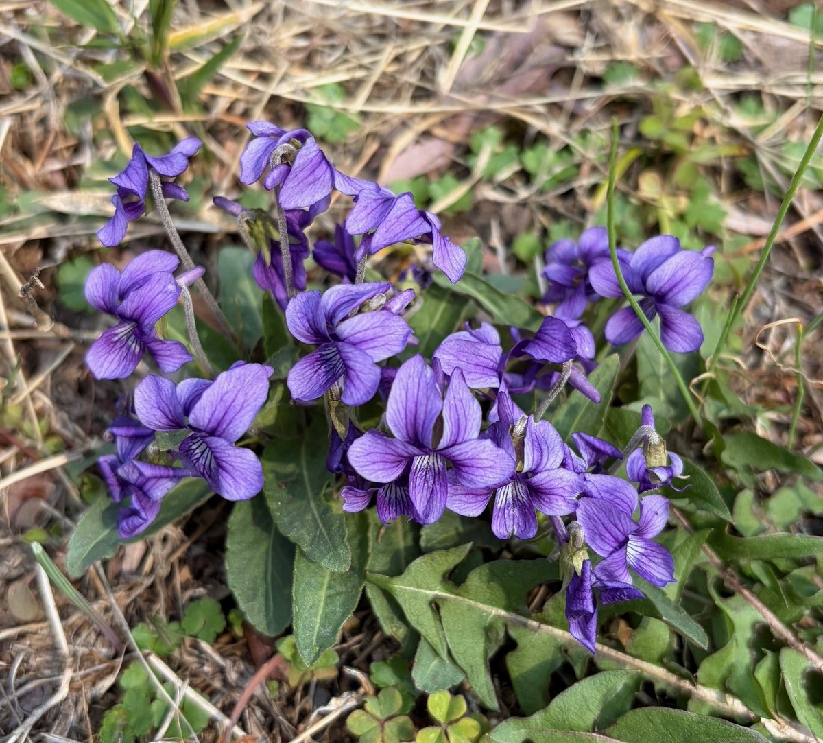 埼玉県立嵐山史跡の博物館 tweet media
