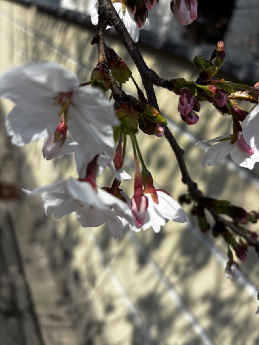 としい tweet media