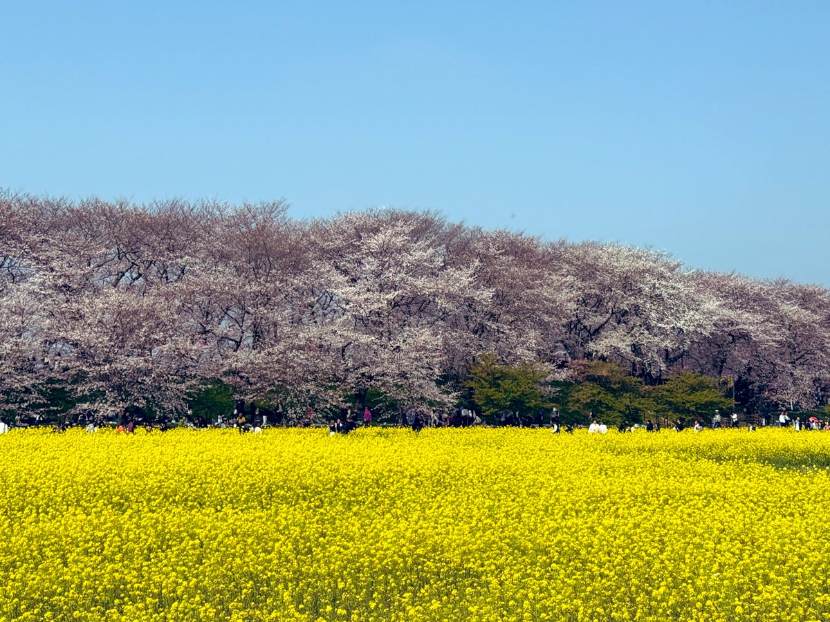 男子フェラ tweet media