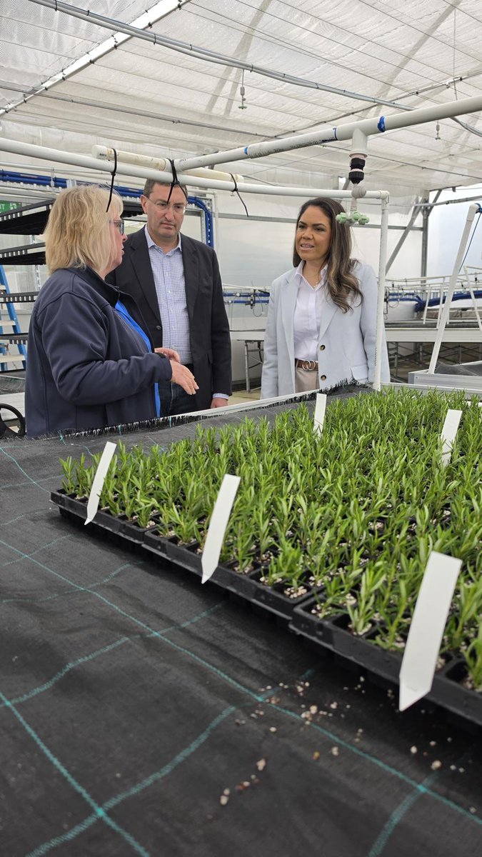 Jacinta Nampijinpa tweet media