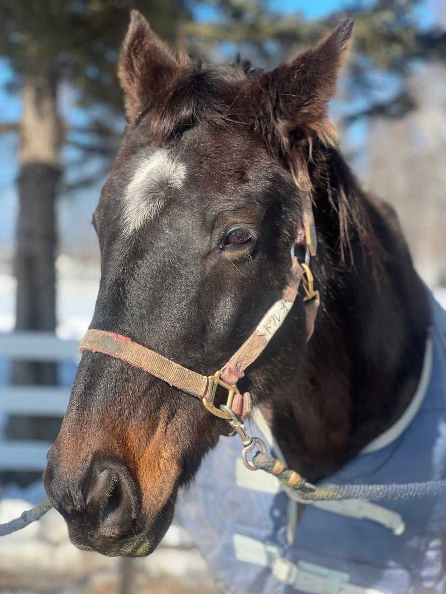 帯広畜産大学うまぶ tweet media