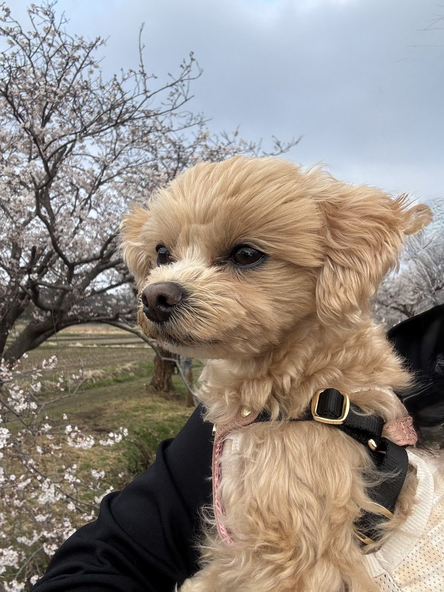 マルプー小豆（あずき）🫘の成長日記🐶 tweet media