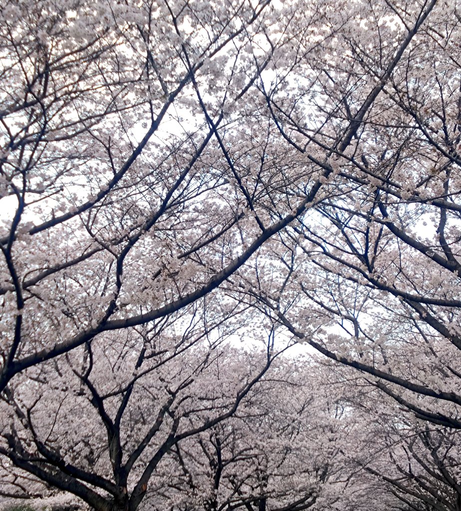 mcauto_suzuki's tweet photo. #さやまのさくら

3月29日
満開の🌸 綺麗でした✨

#スタバ も人でいっぱい‼️ 

 #キッチンカー もでていて賑やかでしたヽ(´▽｀)/ https://t.co/82BYgaQFbq