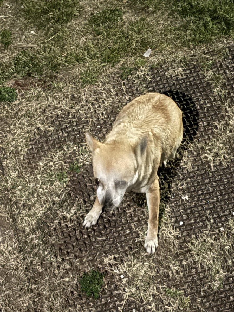 니게르용 tweet media