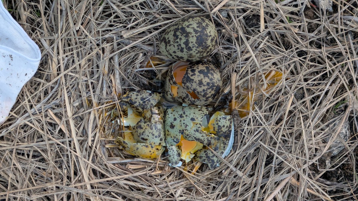 自然と人をつなぐ写真家　渡邉智之　ホンドギツネの人 tweet media