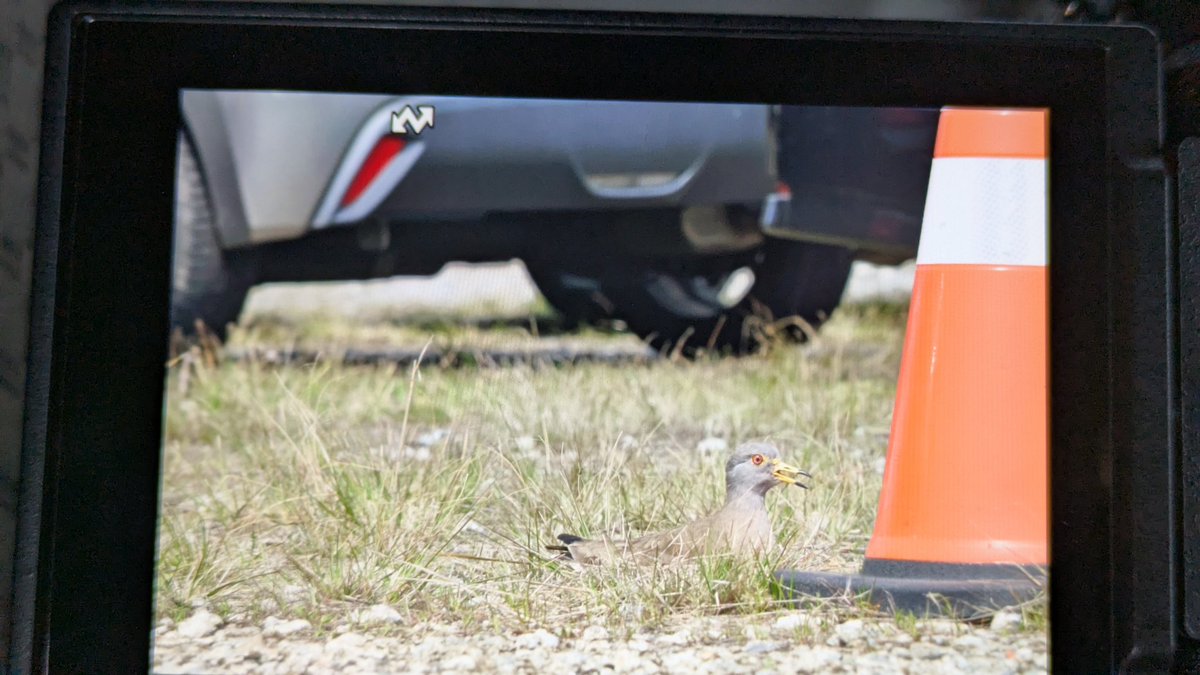 自然と人をつなぐ写真家　渡邉智之　ホンドギツネの人 tweet media