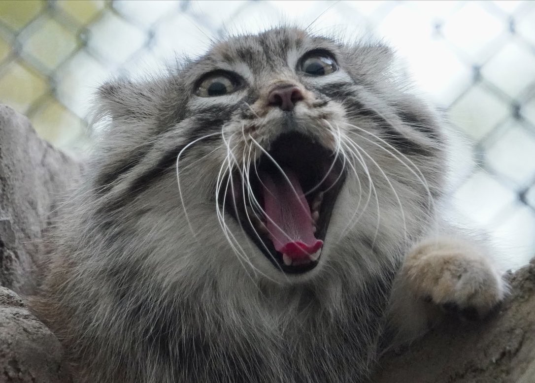 nemo_patiens's tweet photo. Manul morning. https://t.co/AGYTCPjWX4