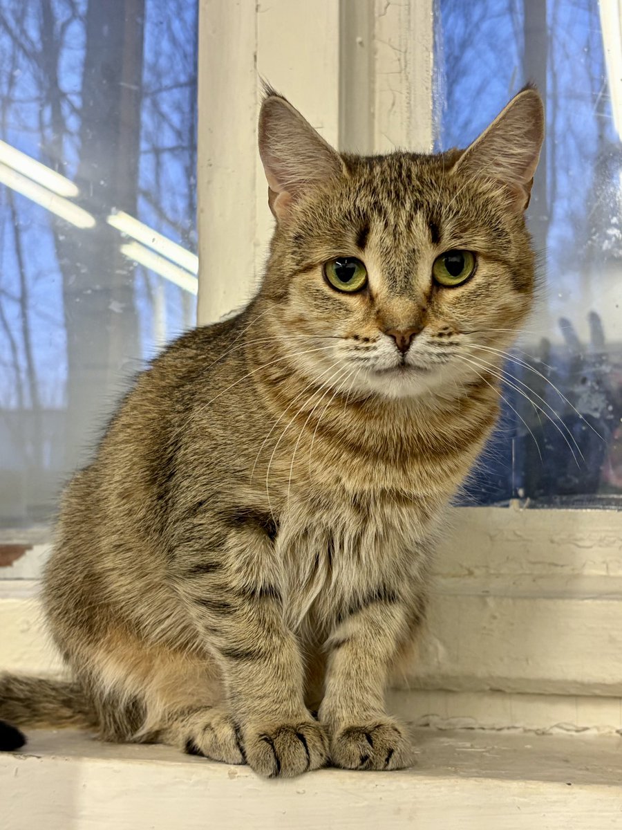 Приют Убежище tweet media