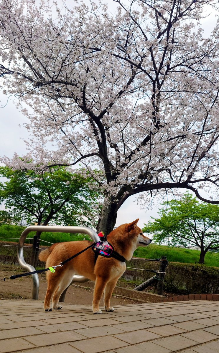 キュアピンフ tweet media