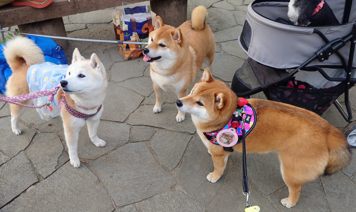 キュアピンフ tweet media