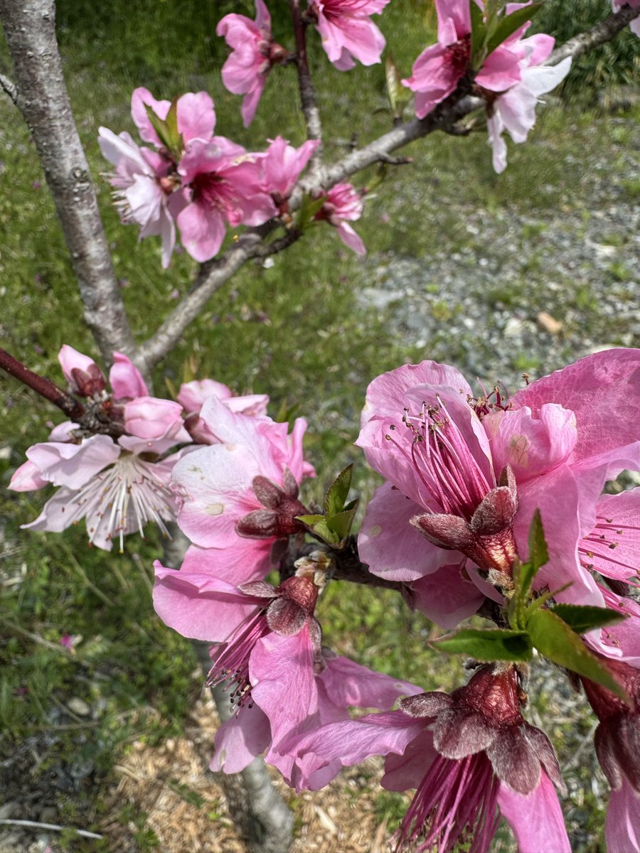 gadouan's tweet photo. 一気に満開となった
#秋月 #我道庵 の#桜 
この時期は正に#桃源郷 の様な
華やかさ (ちゃんと桃の花も咲いてます笑)

早朝より多くの方がお越しになり
賑わっています
#福岡桜スポット https://t.co/70YG21cKPf