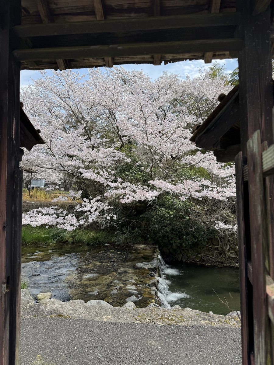 gadouan's tweet photo. 一気に満開となった
#秋月 #我道庵 の#桜 
この時期は正に#桃源郷 の様な
華やかさ (ちゃんと桃の花も咲いてます笑)

早朝より多くの方がお越しになり
賑わっています
#福岡桜スポット https://t.co/70YG21cKPf