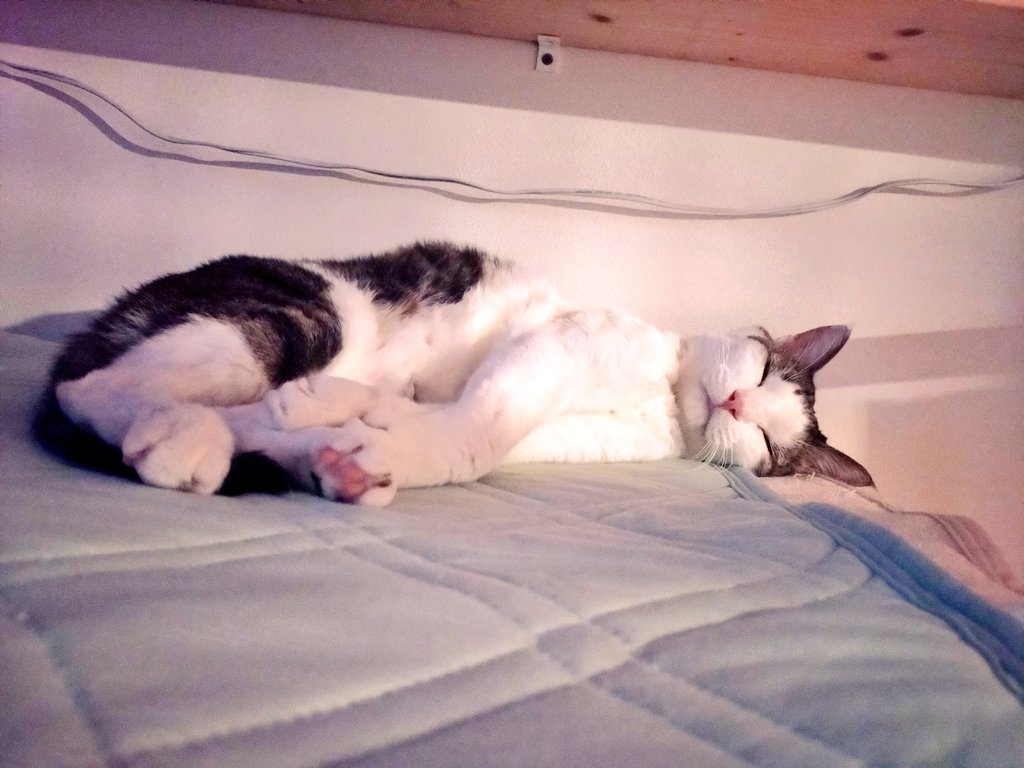 けだま tweet media