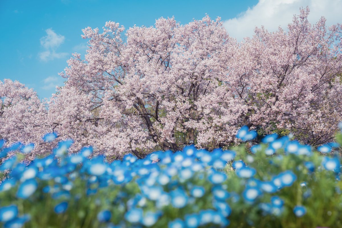 KotaAoki(あおきおっきー) tweet media