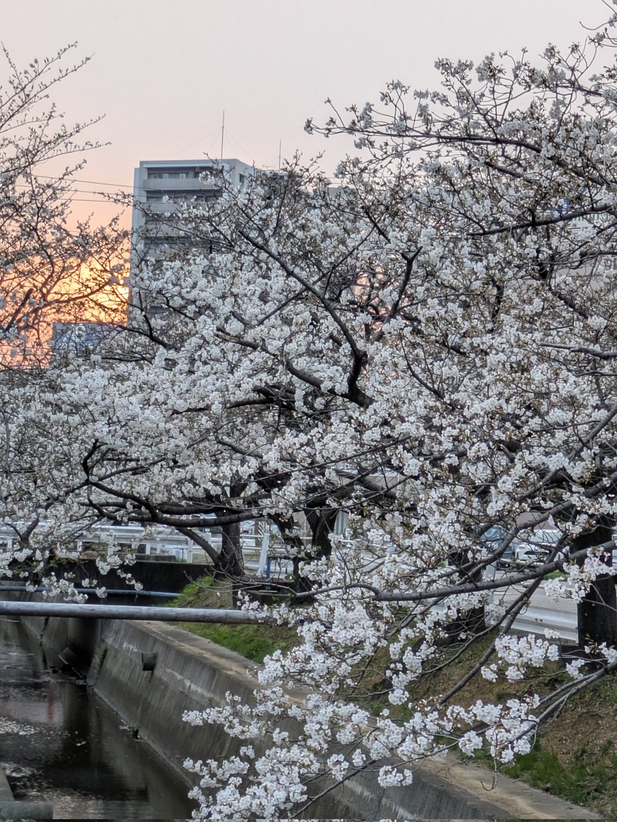 ウサミン tweet media