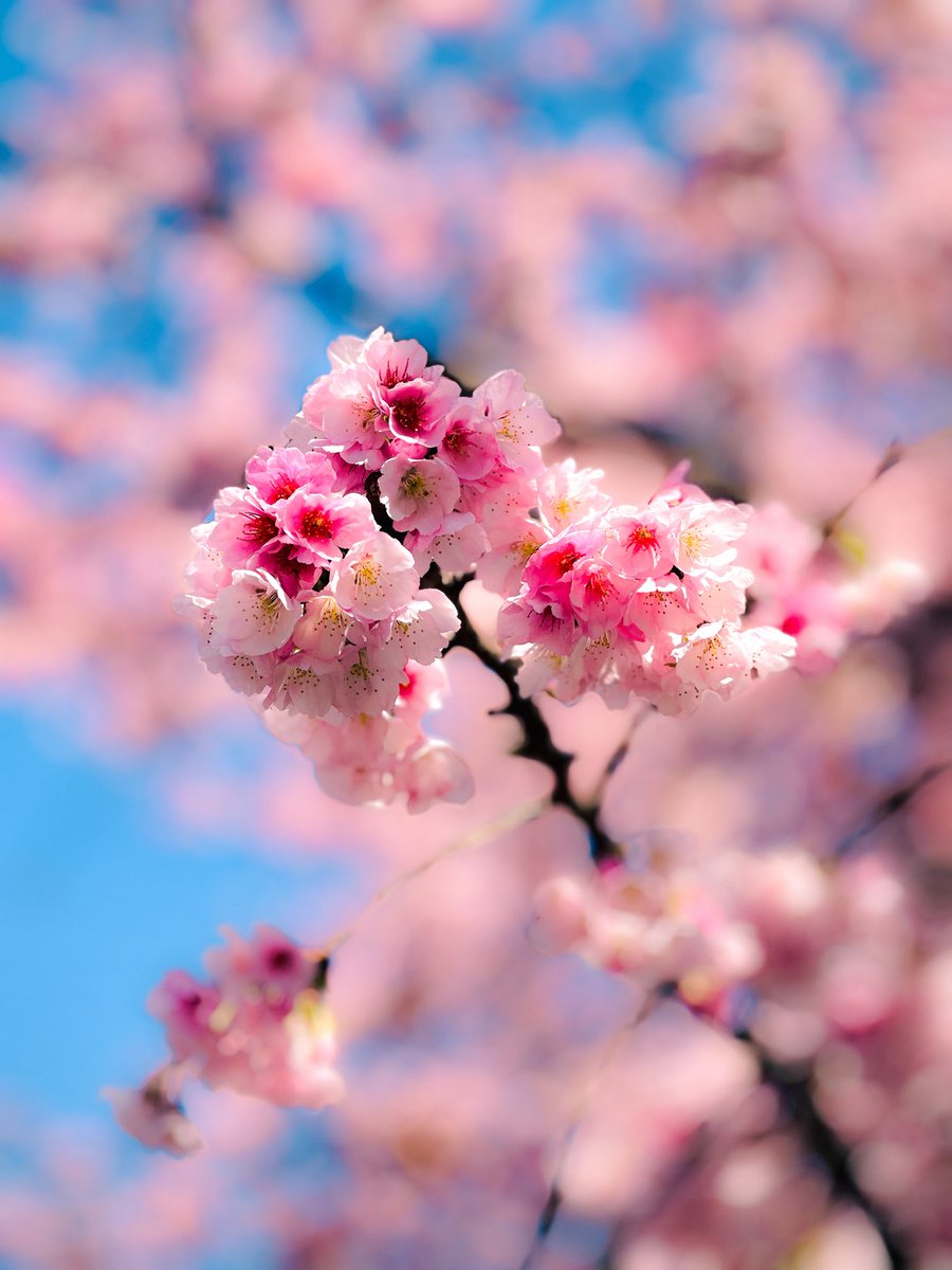 らむね tweet media