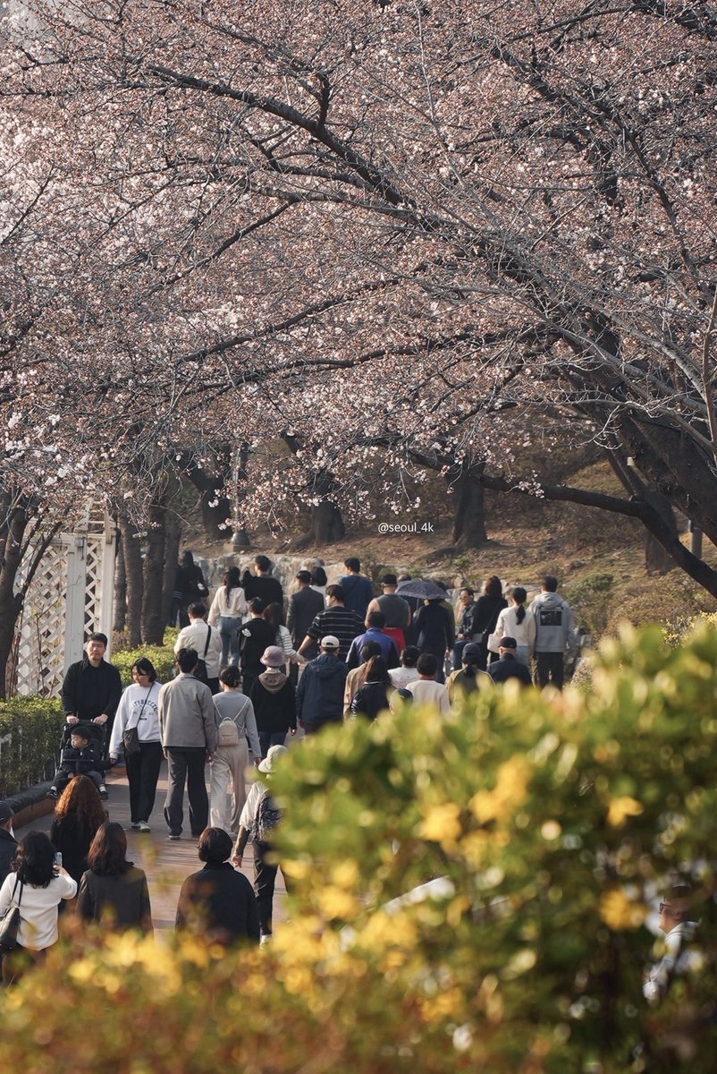 seoul_4k tweet media