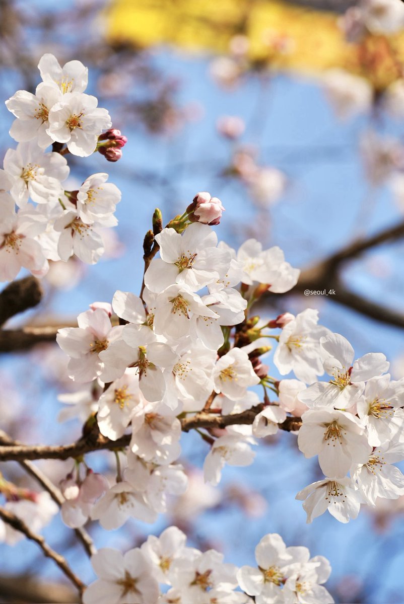 seoul_4k tweet media