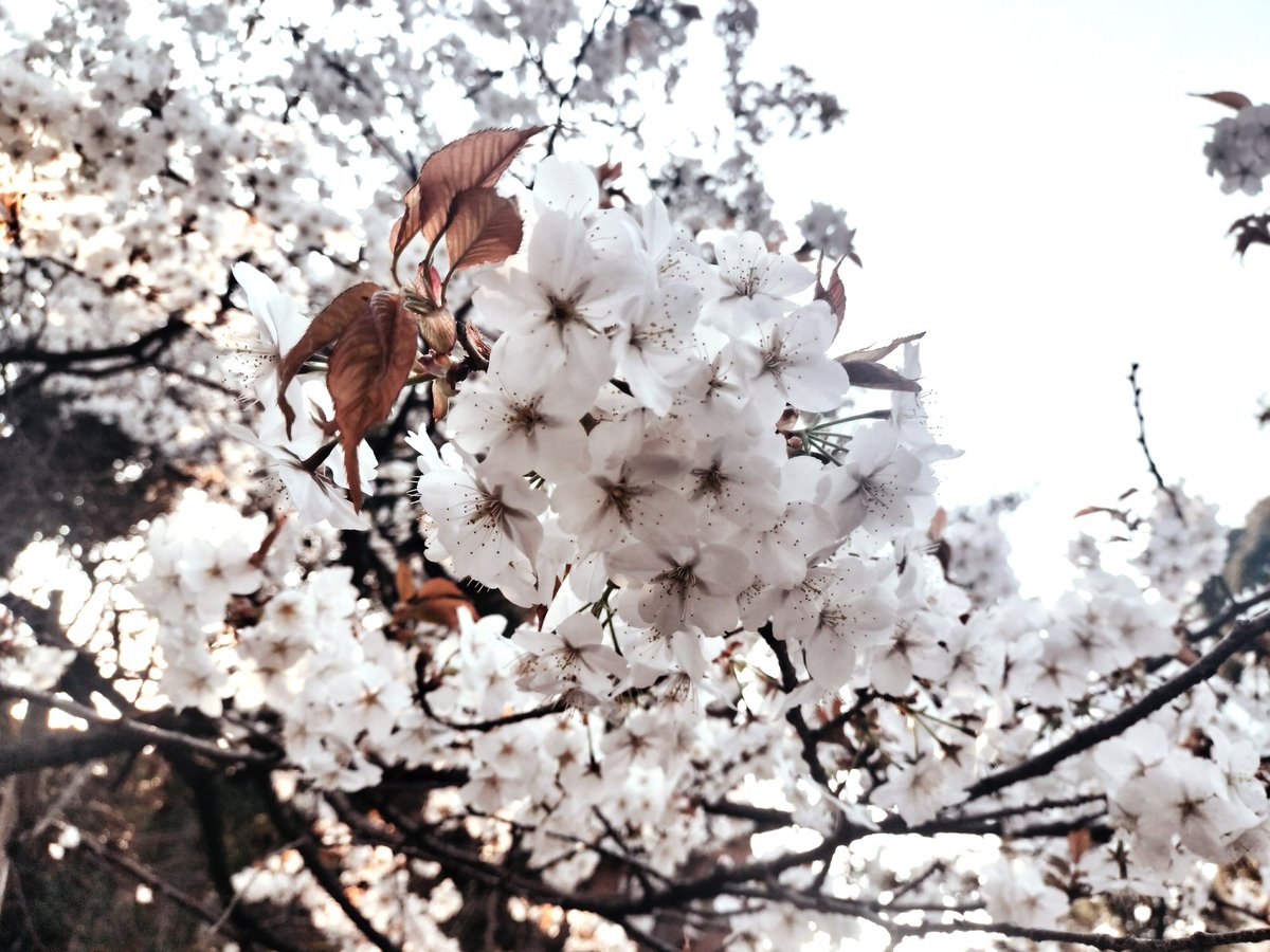 こなちょ tweet media