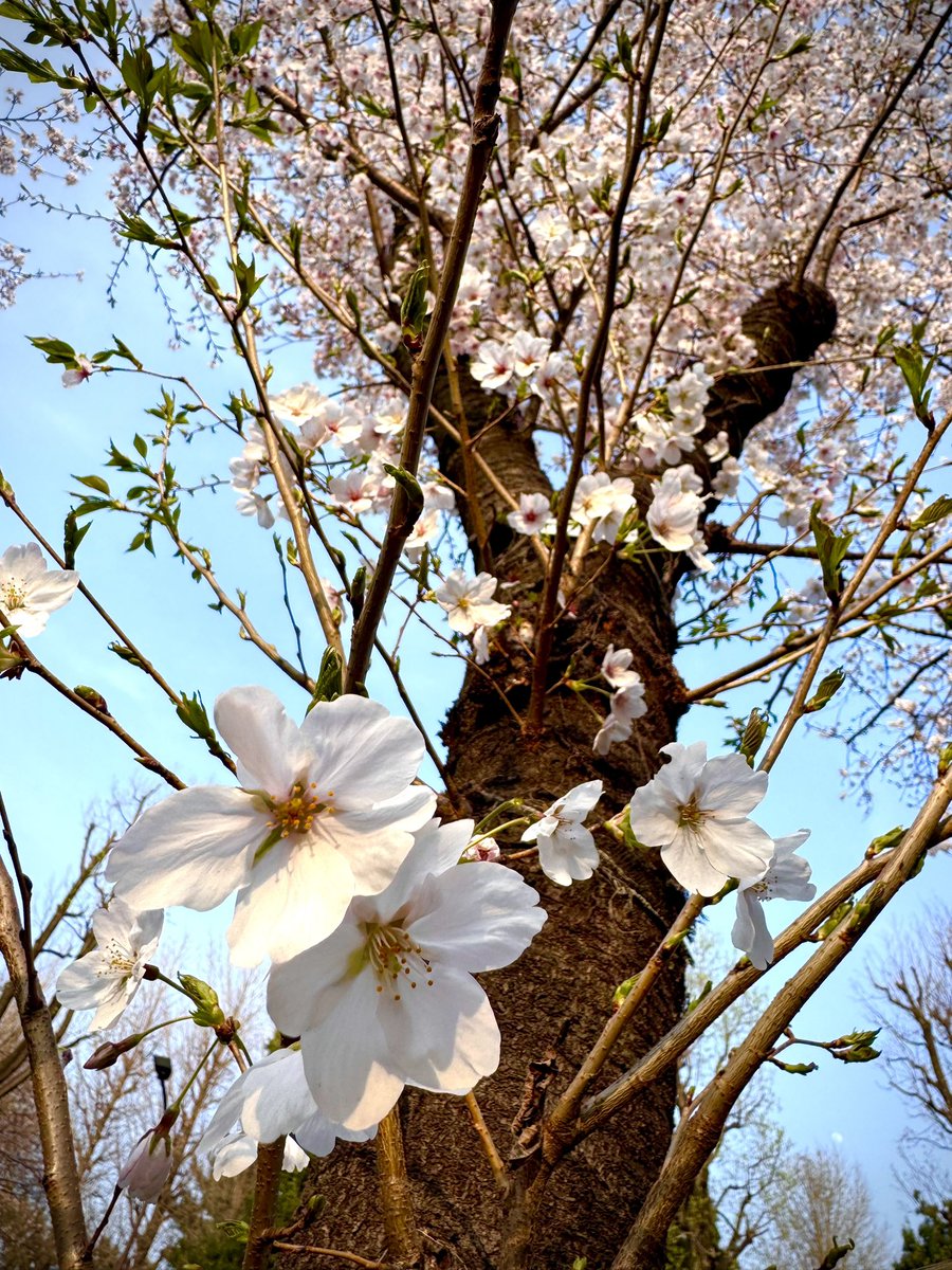 Airu Kelly🌺 tweet media