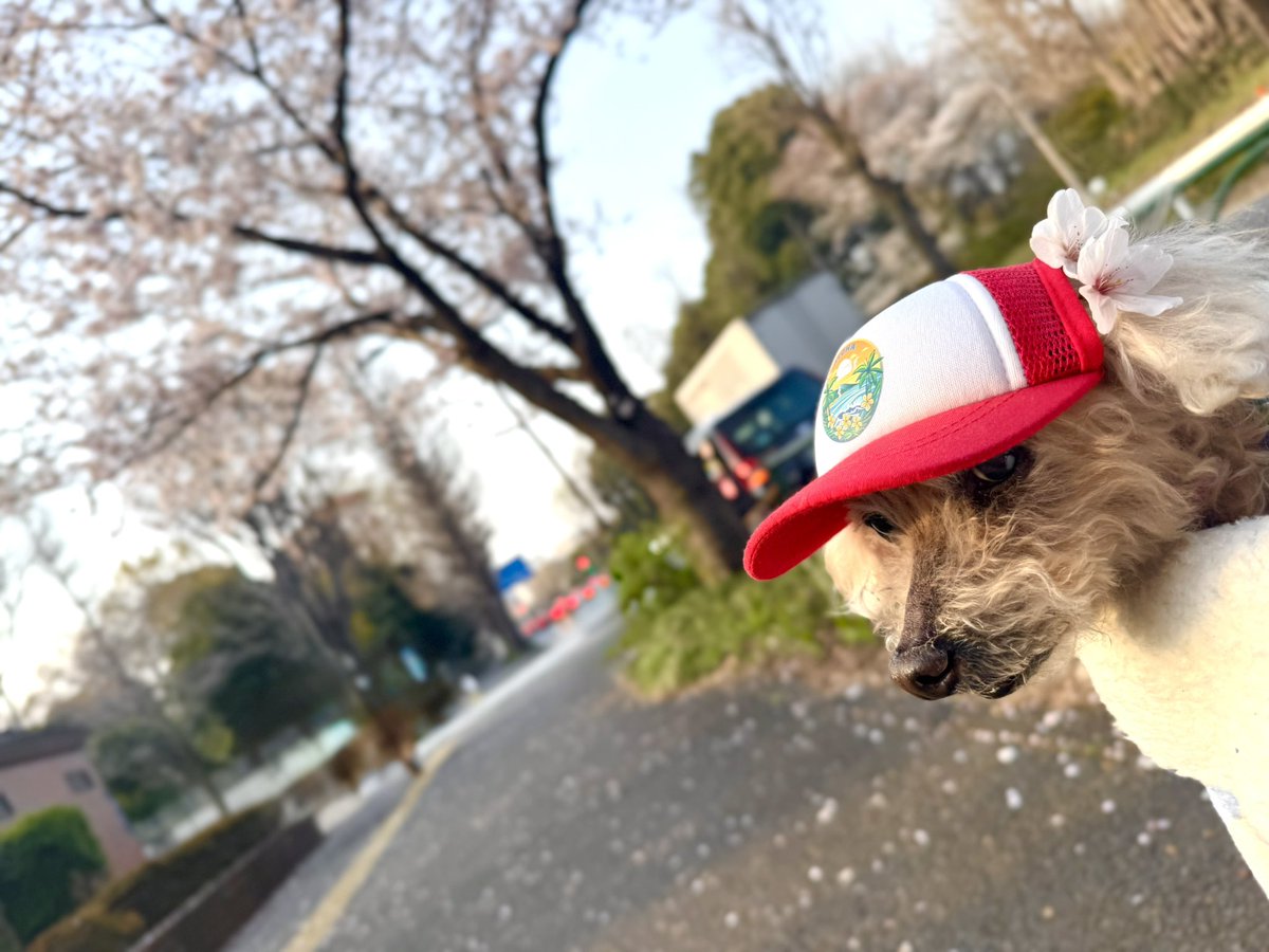 Airu Kelly🌺 tweet media