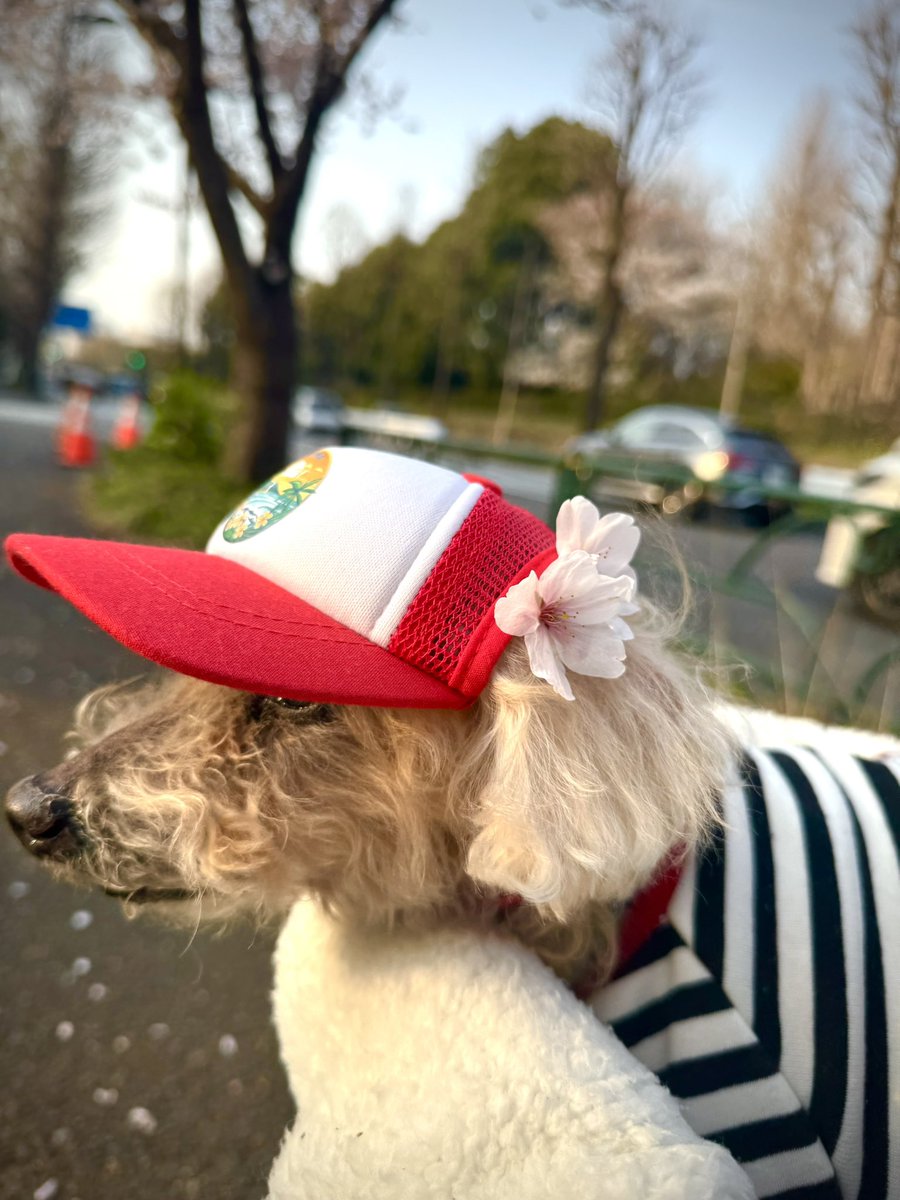 Airu Kelly🌺 tweet media