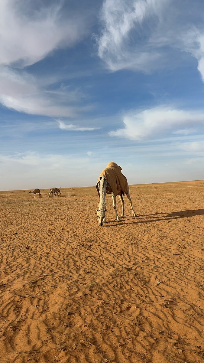 llj2r_'s tweet photo. @BAlhilalii {أَفَلَا يَنظُرُونَ إِلَى الْإِبِلِ كَيْفَ خُلِقَتْ} https://t.co/sWOxyjtU3U