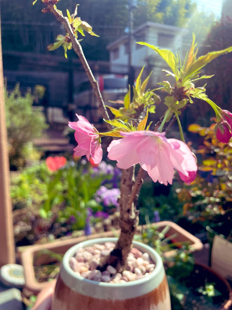 coffeebeans61's tweet photo. 去年、友だちからいただいた桜が咲きました。小さいけど花が咲くとなんか嬉しい☺️ https://t.co/gsp9iJxElo