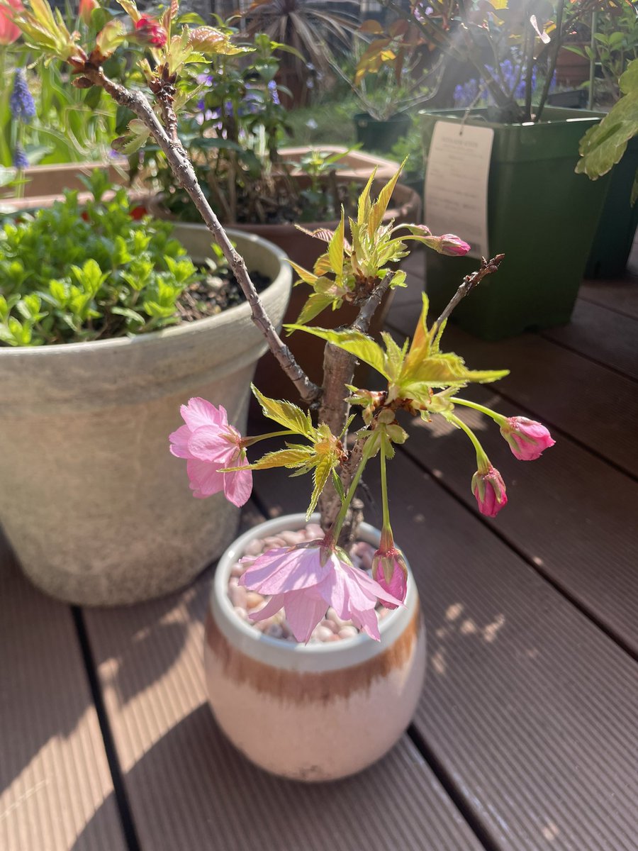 coffeebeans61's tweet photo. 去年、友だちからいただいた桜が咲きました。小さいけど花が咲くとなんか嬉しい☺️ https://t.co/gsp9iJxElo