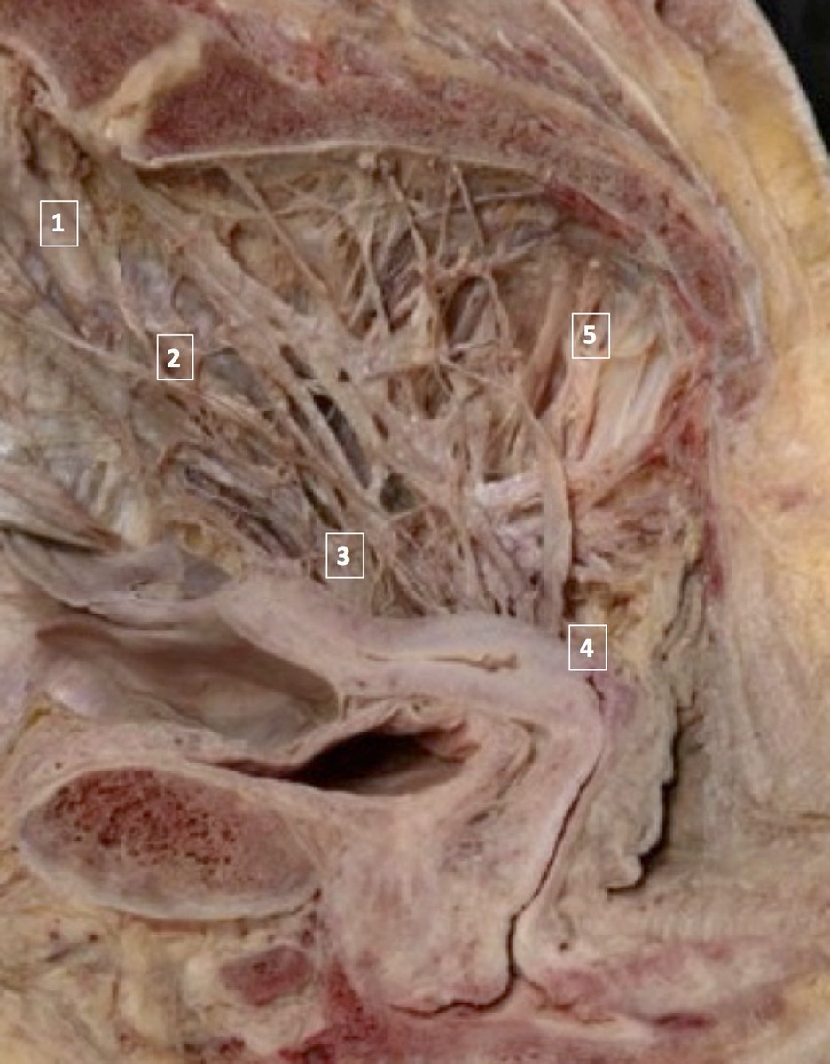 Endo Explained tweet media