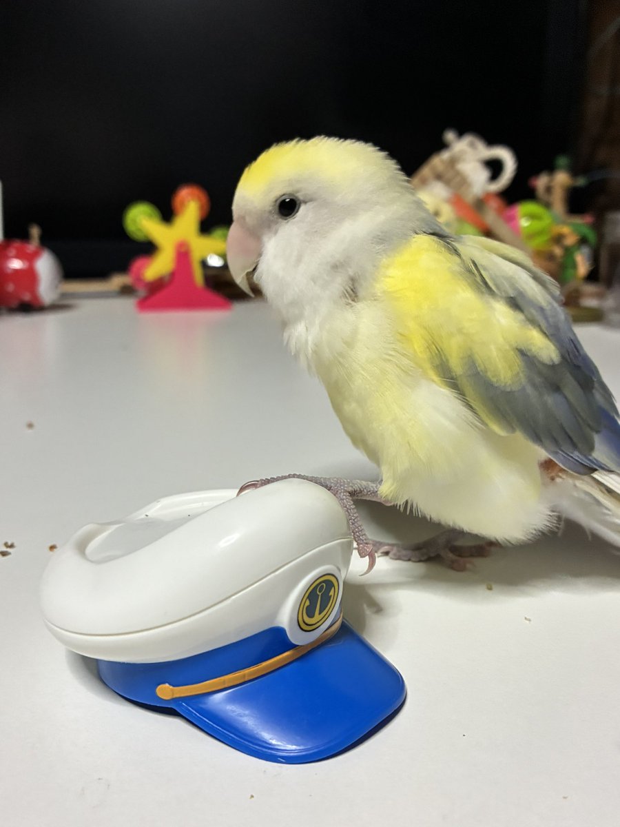 はなまめ tweet media