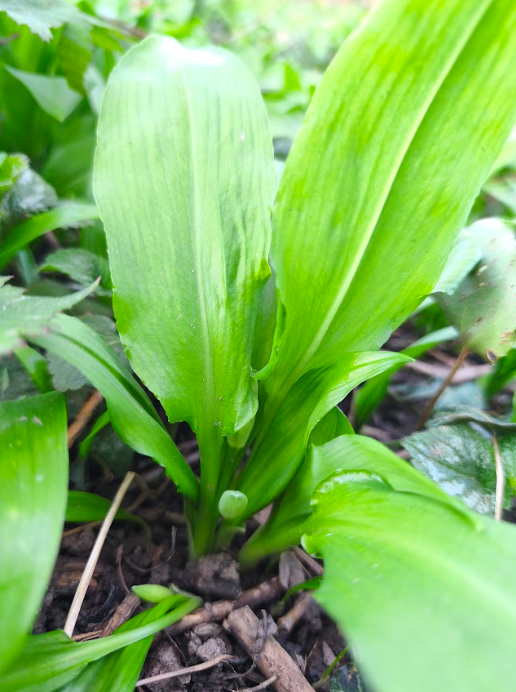 wildschytz's tweet photo. Wer leckeren Bärlauch (Allium ursinum) selbst sammeln möchte, sollte nicht nur wissen wo, sondern auch wie - immerhin hat dieses beliebte Wildkraut durchaus tödliche Verwechslungspartner. Außerdem ist es gerade bei so beliebten Pflanzen wichtig, nachhaltig im Einklang mit der Natur zu sammeln und nicht zu viel zu entnehmen. Für Kräuter gilt dafür die Handstraußregel: man darf immer so viel mitnehmen, wie in eine Hand passt. Außerdem sollte man nur von großen Beständen und pro Pflanze nur 1-2 Blätter nehmen, und ganz wichtig: beim Bärlauch will man jedes Blatt einzeln pflücken! So hinterlässt man keine hässlichen kahlen Flecken im Wald und kann gleichzeitig nochmal genau hinschauen, dass sich nichts anderes dazwischen schmuggelt. Achten solltet ihr auf lanzettlich zugespitzte, dünne Blätter mit kaum sichtbaren, parallelen Blattadern, dünner zarter Textur, glänzender Oberseite und hellerer matter Unterseite. Jedes Blatt ist einzeln gestielt, ganz junge von beiden Rändern zur Mitte hin eingerollt, und die erhabene Mittelrippe auf der Unterseite macht beim Brechen deutlich Knack. Verlasst euch bitte nicht nur auf den Geruch - der ist nämlich so intensiv, dass nach ein paar gepflückten Blättern eure Hände so stark danach riechen, dass ihr nichts anderes mehr wahrnehmen könnt. Viel Spaß beim Sammeln und passt auf euch auf!