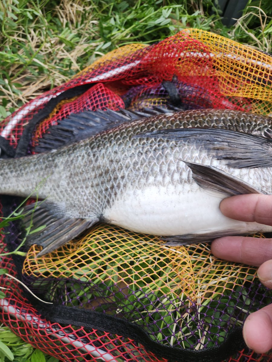 ツヨっさん tweet media