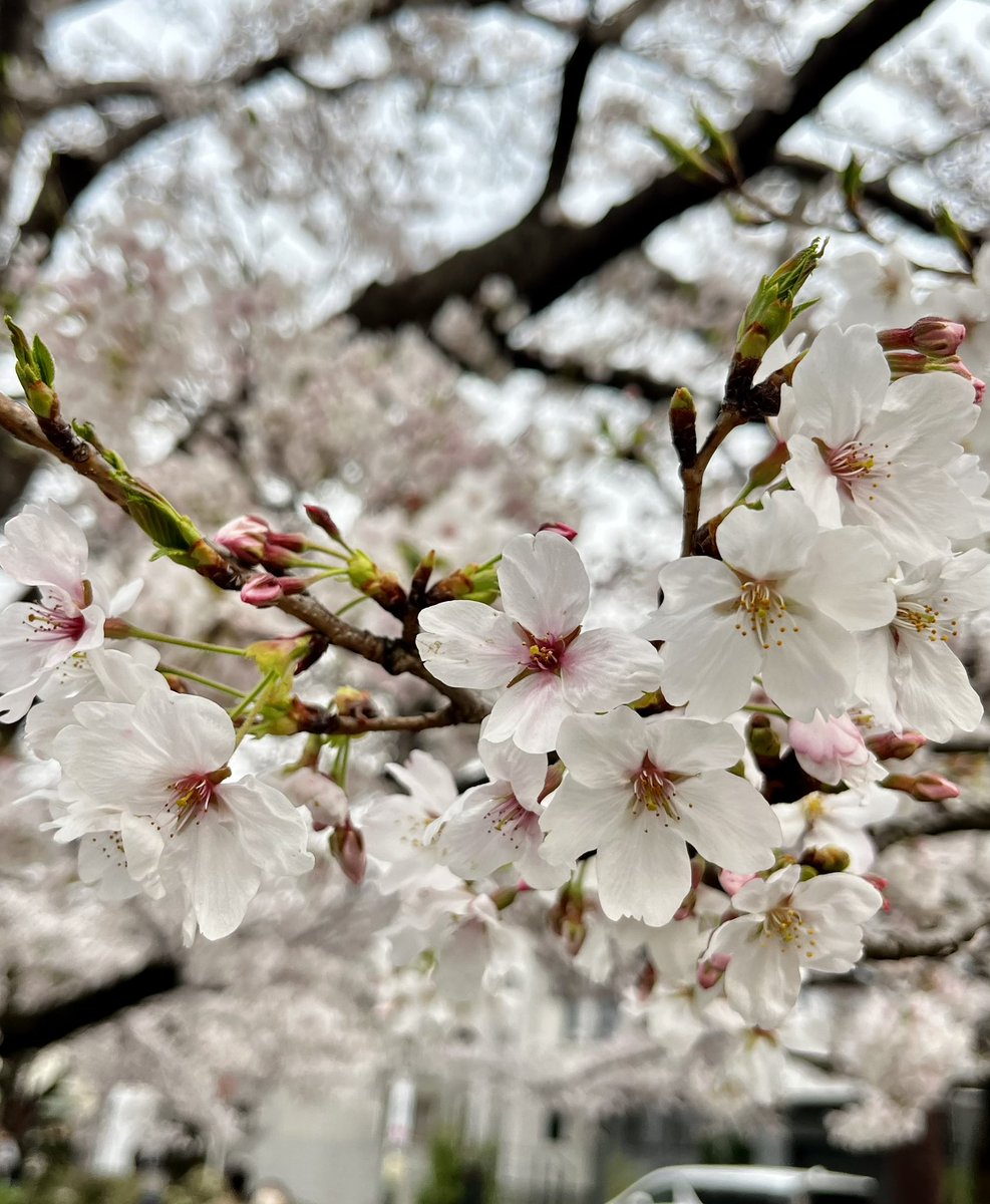 japantotheworld.com tweet media