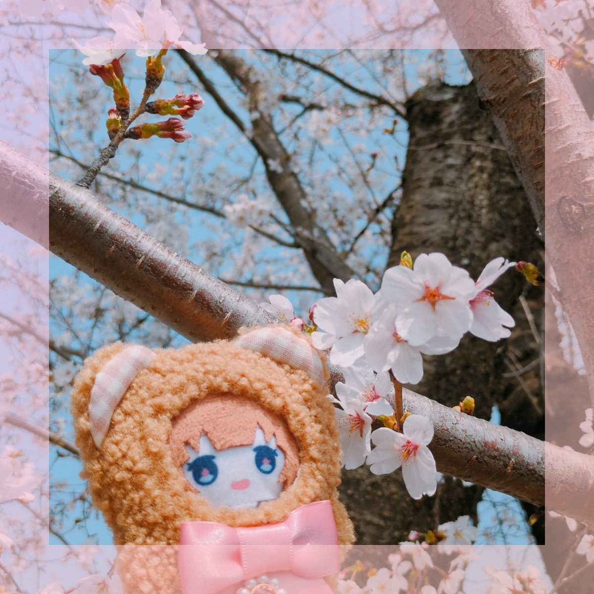 so_warehouse's tweet photo. ちえパペちゃんとお花見してきたよ🌸 #ちえったー https://t.co/nNqgIQ6A8P
