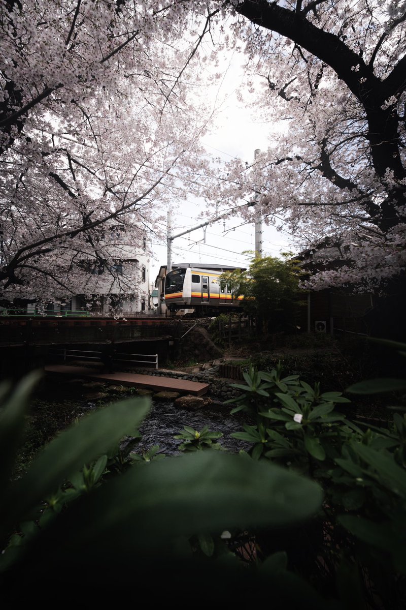 box_box_you's tweet photo. 日常の中にふと現れる、春だけの特別な景色 https://t.co/YVgESxSBx5