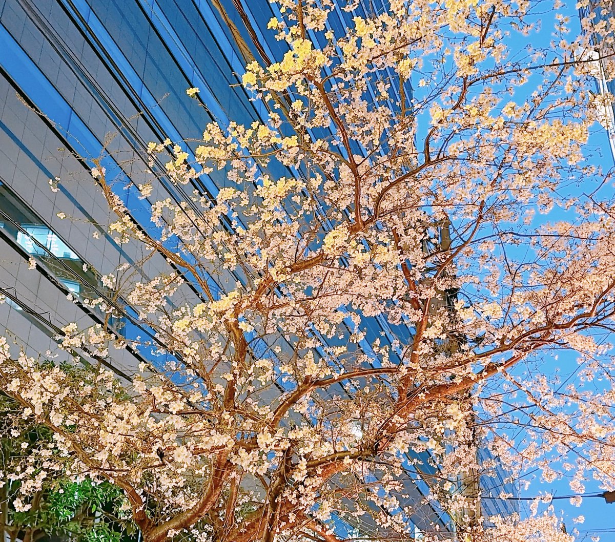 佐々木華 Hana Sasaki フルート Flute tweet media