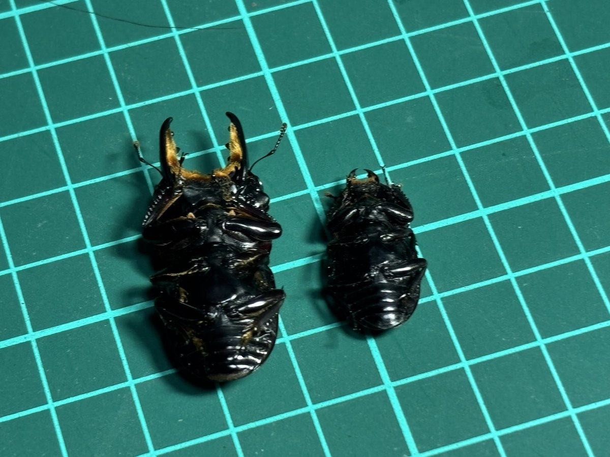 みくりやファーム tweet media