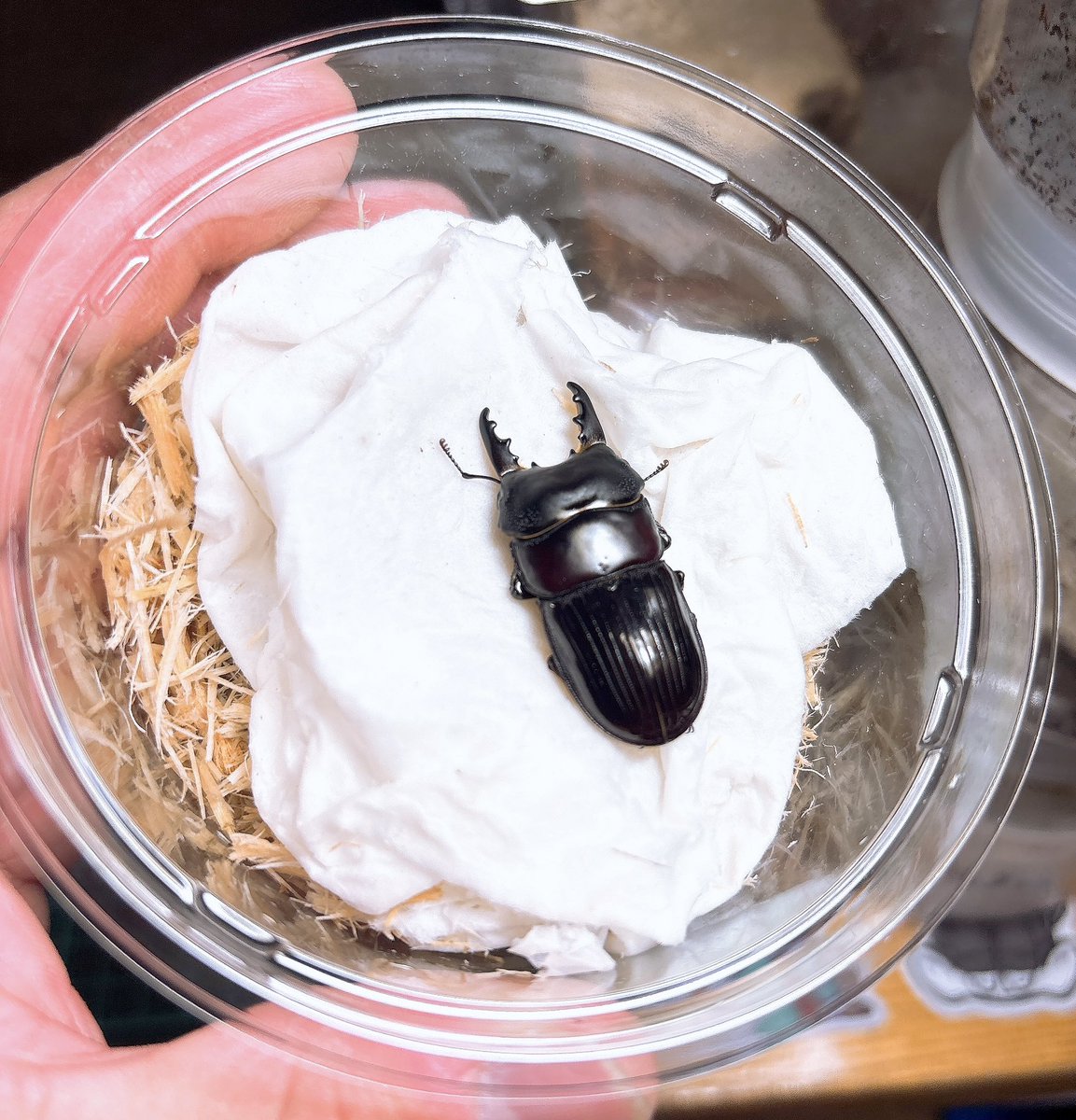 みくりやファーム tweet media