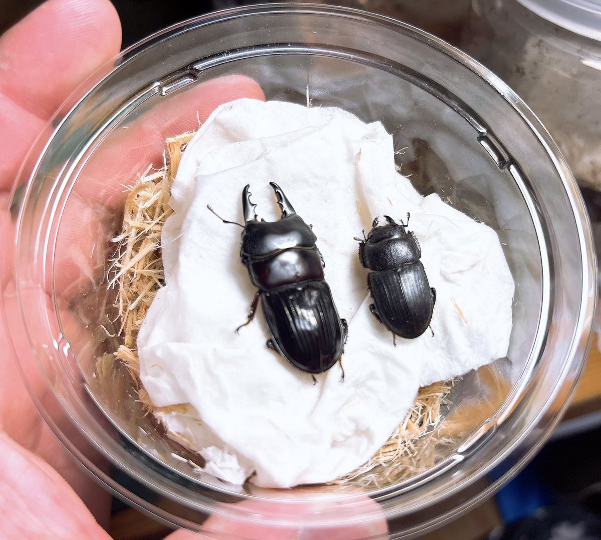 みくりやファーム tweet media