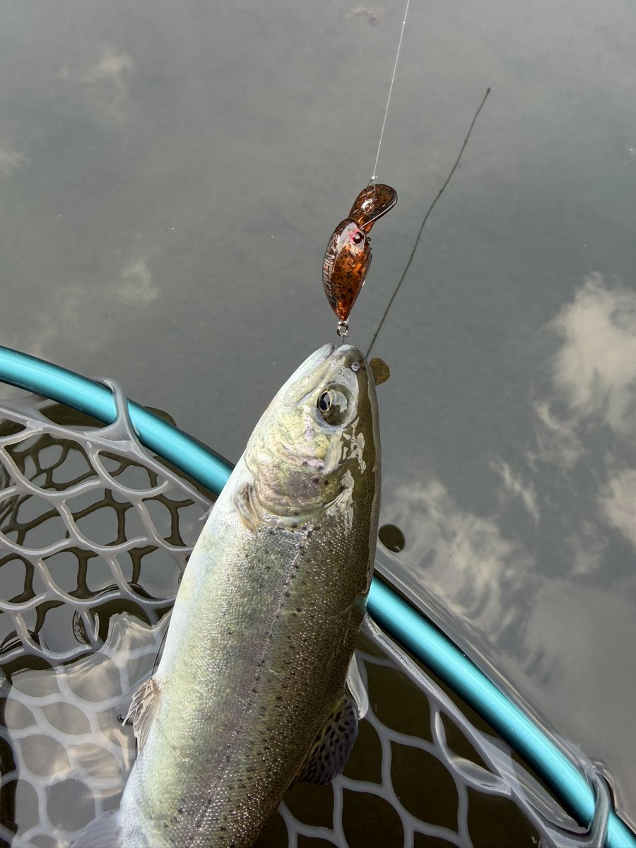 HAM(ハム)@愛知しぶいん tweet media