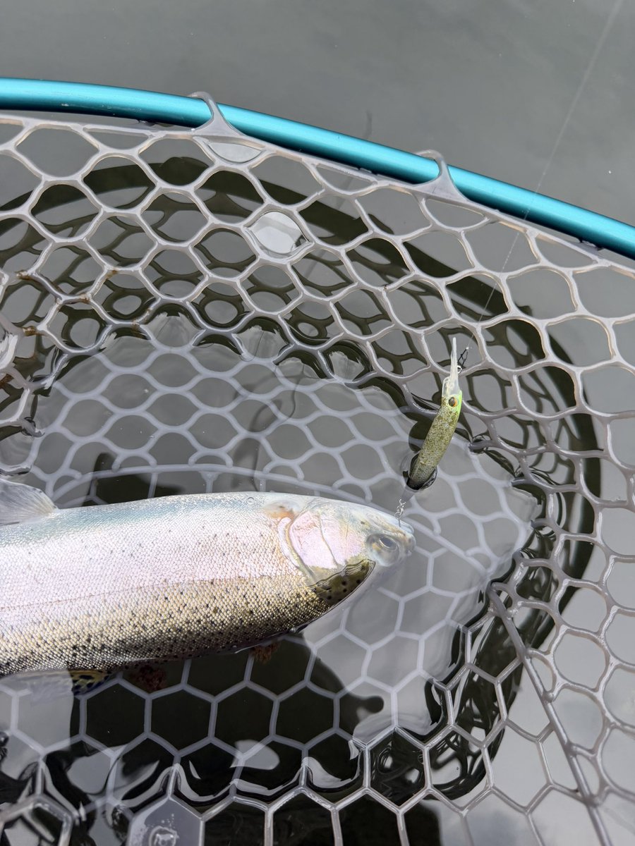 HAM(ハム)@愛知しぶいん tweet media