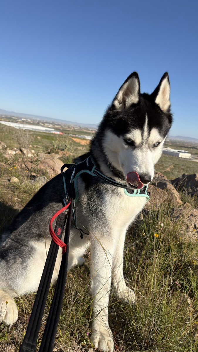 GX Leviathan tweet media